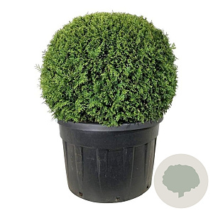 Thuja occ. 'Brabant' 100 cm cont. 230L bol