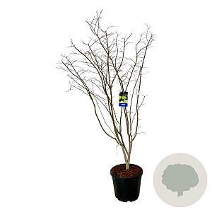 Acer Arctic Jade 170-200 cm cont. 55L extra