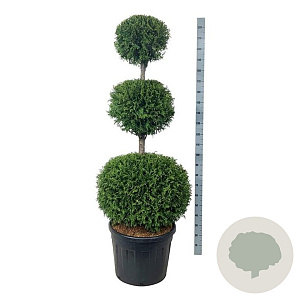 Thuja occ. 'Brabant' 150-175 cm cont. 90L trio bol