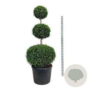 Thuja occ. 'Brabant' 150-175 cm cont. 130L trio bol