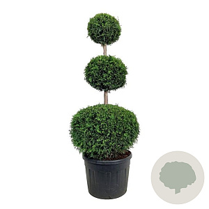 Thuja occ. 'Brabant' 150-175 cm cont. 130L trio bol