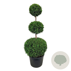 Thuja occ. 'Brabant' 150-175 cm cont. 130L trio bol