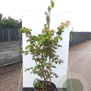 Acer japonicum 'Aconitifolium' 200-250 cm cont. 65L meerstammig