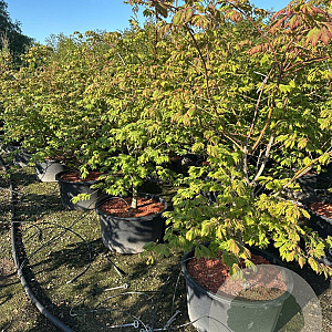 Acer japonicum 'Aconitifolium' 150-175 cm cont. 90L meerstammig