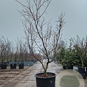 Acer japonicum 'Aconitifolium' 200-250 cm cont. 90L meerstammig
