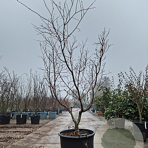 Acer japonicum 'Aconitifolium' 200-250 cm cont. 90L meerstammig