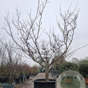 Acer japonicum 'Aconitifolium' 300-350 cm container meerstammig struik