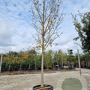Acer monspessulanum 180 cm stam container 30-35