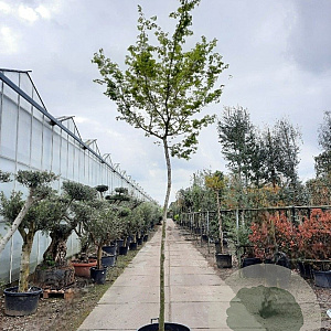 Acer palmatum 180 cm stam container 16-18 leiboom
