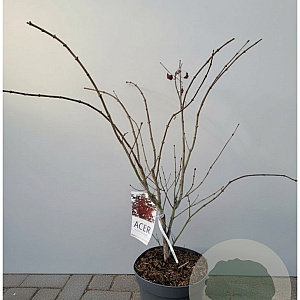 Acer pal. 'Atropurpureum' 60-70 cm 10L