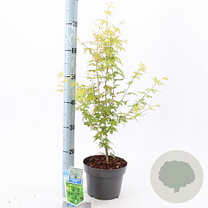 Acer pal. 'Bi-hoo' 60-65 cm 3,0L