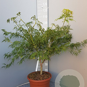 Acer pal. 'Dissectum' 60-80 cm 15L