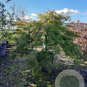 Acer pal. 'Dissectum' 70 cm stam container kroon 150-200
