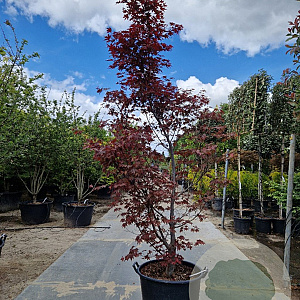 Acer pal. 'Fireglow' 200-250 cm container meerstammig extra