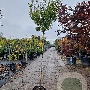 Acer pal. 'Orange Dream' 180 cm stam 25L 8-10