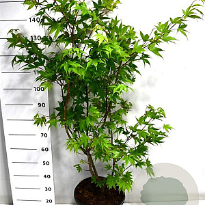 Acer pal. 'Osakazuki' 100-125 cm 20L