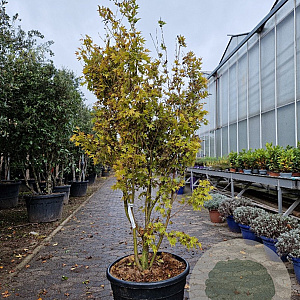Acer pal. 'Sangokaku' 150-175 cm container meerstammig