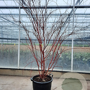 Acer pal. 'Sangokaku' 175-200 cm container meerstammig