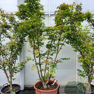 Acer pal. 'Sangokaku' 175-200 cm container meerstammig