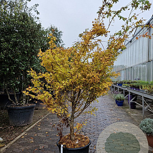 Acer pal. 'Sangokaku' 200-250 cm container meerstammig extra