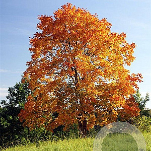 Acer platanoides 12-14 HO container