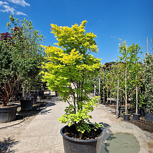 Acer shirasawanum 'Aureum' 175-200 cm cont. 230L meerstammig