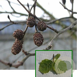 Alnus incana 12-14 HO container