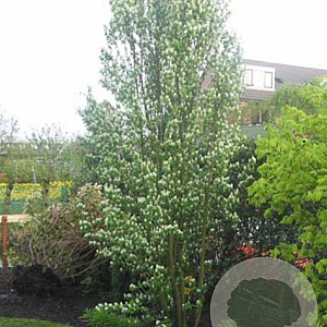 Amelanchier aln. 'Obelisk' 16-18 HO container geveerd