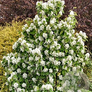 Amelanchier aln. 'Obelisk' 16-18 HO container geveerd