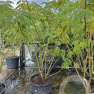 Albizia julibrissin 200-250 cm container meerstammig extra