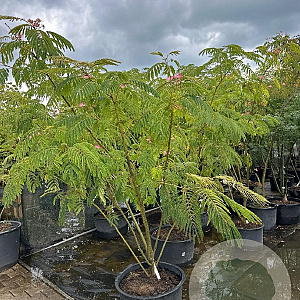 Albizia julibrissin 200-250 cm container meerstammig extra