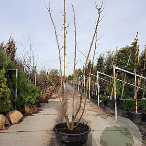 Albizia julibrissin 250-300 cm container meerstammig extra