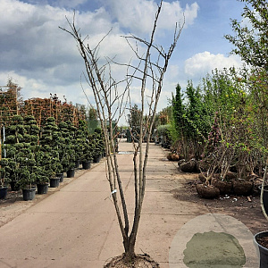 Albizia julibrissin 250-300 cm container meerstammig extra