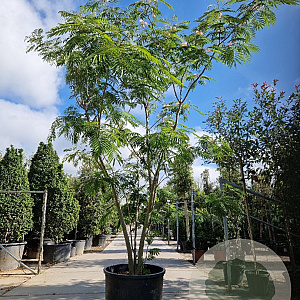 Albizia julibrissin 350-400 cm container meerstammig