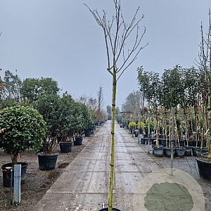 Albizia julibrissin 180 cm stam 35L