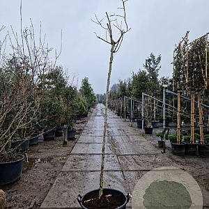 Albizia julibrissin 200 cm stam container 8-10