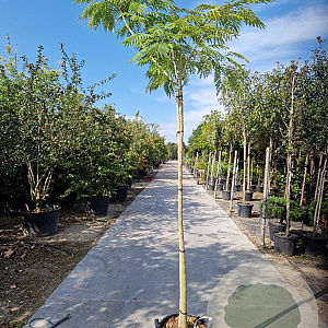 Albizia julibrissin 200 cm stam container 8-10