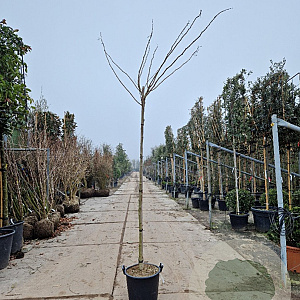 Albizia julibrissin 200 cm stam container 8-10
