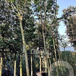 Albizia julibrissin 200 cm stam container 18-20 leiboom