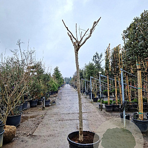Albizia julibrissin 200 cm stam container 18-20 leiboom