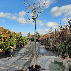 Albizia julibrissin 200 cm stam container 18-20 leiboom