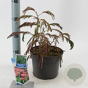 Albizia julibr. Ombrella 70-80 cm 3,0L met stok