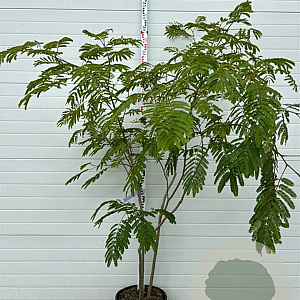 Albizia julibr. Ombrella 150-200 cm 25L meerstammig