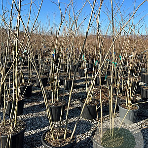 Albizia julibr. Ombrella 200-250 cm 40L