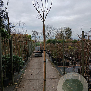Albizia julibr. Ombrella 200 cm stam 20L 8-10