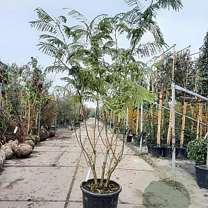 Albizia julibr. rosea 200-250 cm container struik solitair