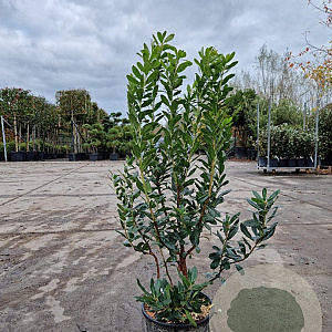 Arbutus unedo 80-90 cm 10L