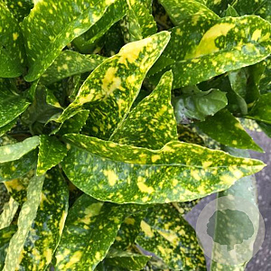 Aucuba jap. 'Crotonifolia' 90-100 cm 25L