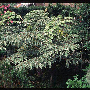Aralia elata 125-150 cm 20L