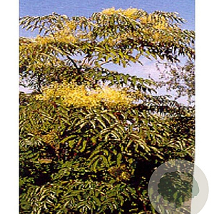 Aralia elata 125-150 cm 20L